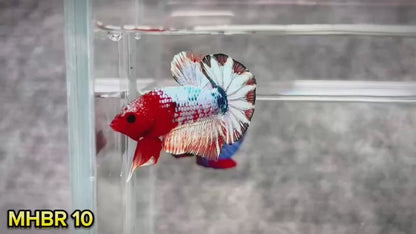 Hellboy Plakat Male Betta Fish | Order Directly From Farm | You Pick Fish