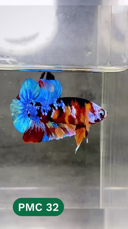 Multicolor Plakat Male Betta Fish |Show Grade|  You Pick Fish
