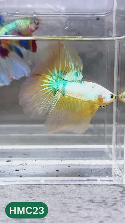 Multicolor Halfmoon Male Betta Fish | High Grade | Order Directly From Farm |  You Pick Fish |