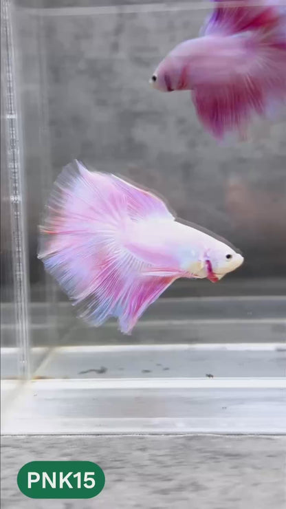Pink Halfmoon Male Betta Fish | You Pick Fish | Order Directly From Farm