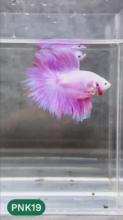 Pink Halfmoon Male Betta Fish | You Pick Fish | Order Directly From Farm
