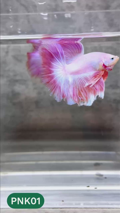 Pink Halfmoon Male Betta Fish | You Pick Fish | Order Directly From Farm