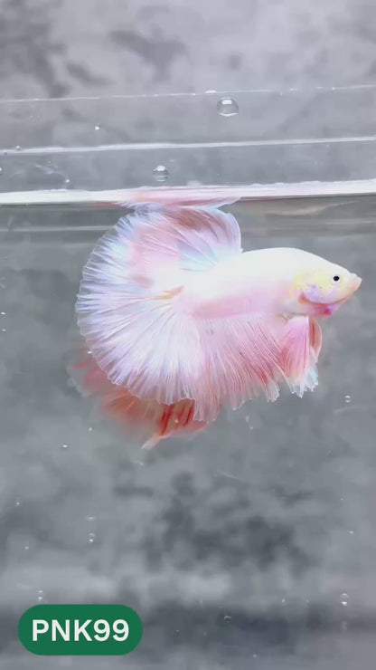 Pink Halfmoon Male Betta Fish | You Pick Fish | Order Directly From Farm