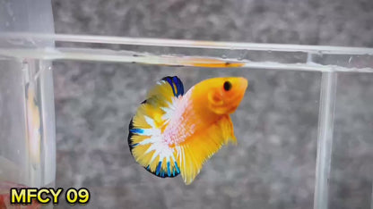 Yellow Fancy Male Betta Fish | Order Directly From Farm | You Pick Fish