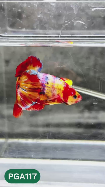 King Giant Plakat Male Betta Fish | You Pick Fish | High Grade