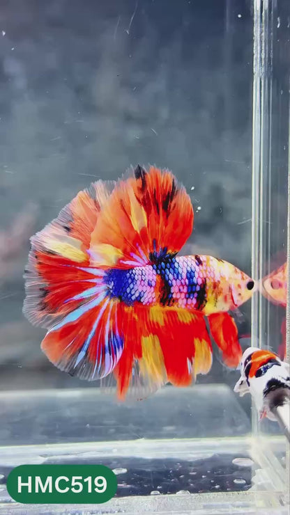 Nemo Halfmoon Male Betta Fish | Order Directly From Farm | You Pick Fish