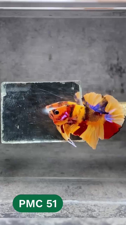 Multicolor Plakat Male Betta Fish |Show Grade|  You Pick Fish