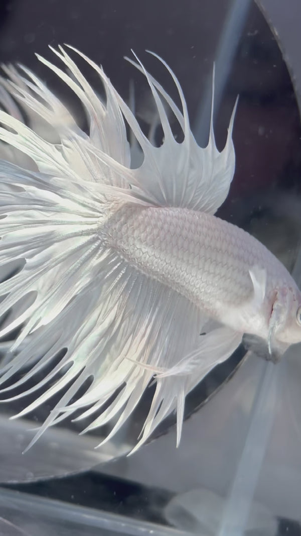 Crowntail Super White Male Betta Fish — Swimming Video