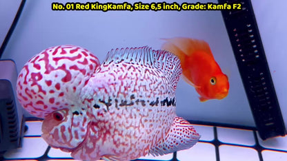 King Kamfa Flowerhorn Cichlid | You Pick Fish |