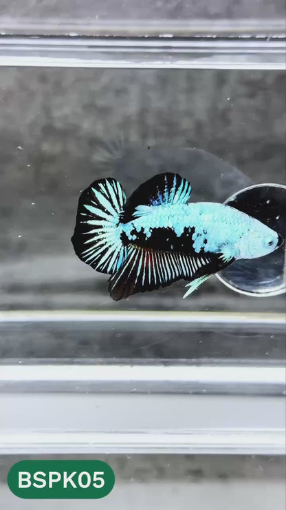 Samurai Plakat Male Betta Fish | You Pick Fish