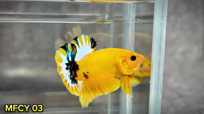 Yellow Fancy Male Betta Fish | Order Directly From Farm | You Pick Fish