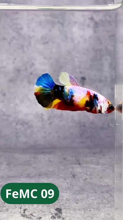Multicolor Female Betta Fish | You Pick Fish | High Grade