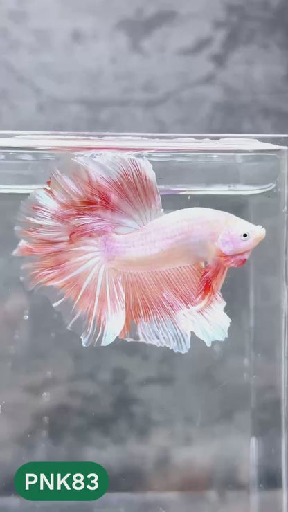 Pink Halfmoon Male Betta Fish | You Pick Fish | Order Directly From Farm