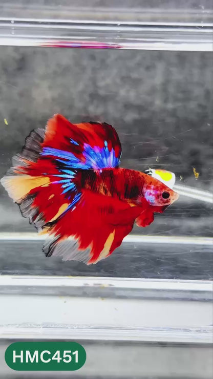 Multicolor Halfmoon Male Betta Fish | Order Directly From Farm | You Pick Fish