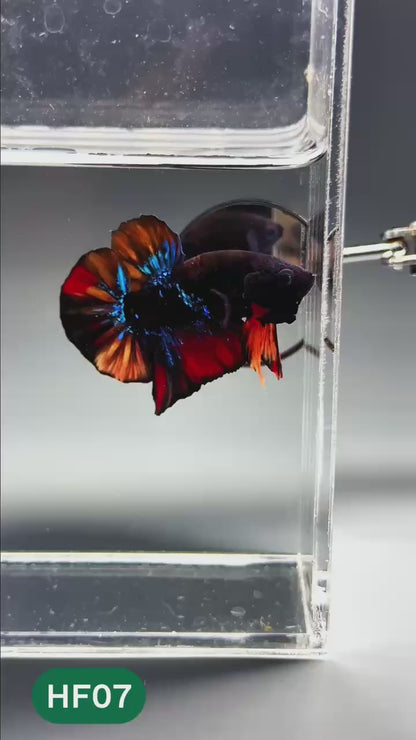 Dark Flame Hellfire Plakat Male Betta Fish | You Pick Fish | Exotic Betta