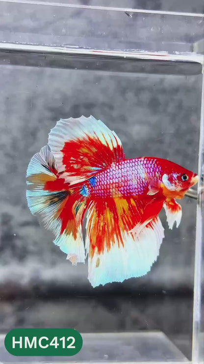 Multicolor Halfmoon Male Betta Fish | High Grade | Order Directly From Farm |  You Pick Fish |