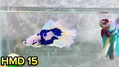 Blue Marble Dot Halfmoon Male Betta Fish | Order Directly From Farm | You Pick Fish