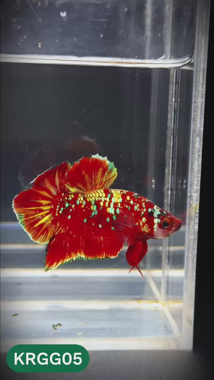 Golden Star Dust Galaxy Plakat Male Betta Fish | Super Rare | You Pick Fish