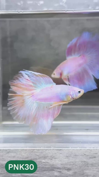Pink Halfmoon Male Betta Fish | You Pick Fish | Order Directly From Farm