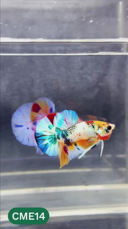 Multicolor Metallic Plakat Male Betta Fish | You Pick Fish | Exclusive Grade