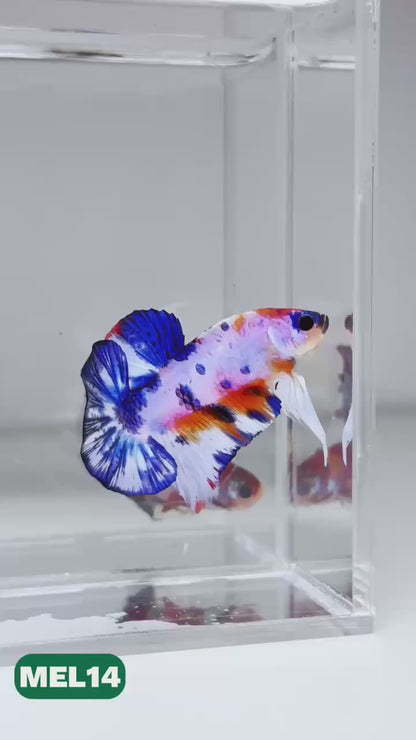 Metallic Plakat Betta Fish | You Pick Betta | Exotic Fish