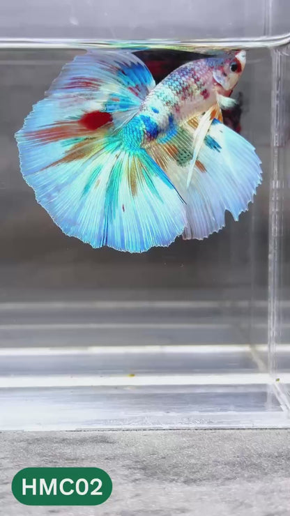 Multicolor Halfmoon Male Betta Fish | High Grade | Order Directly From Farm |  You Pick Fish |