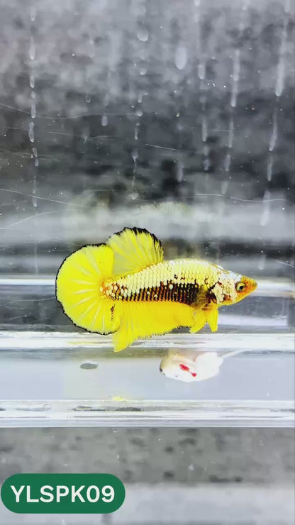 Samurai Plakat Male Betta Fish | You Pick Fish