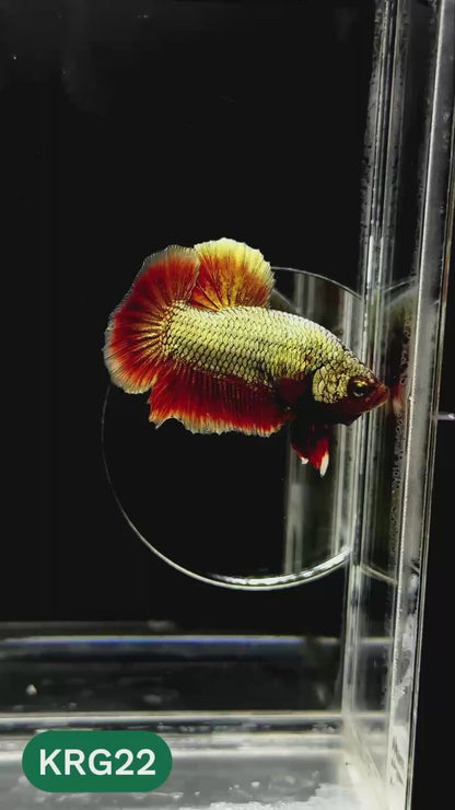 Koi Red Gold Galaxy Plakat Male Betta Fish | You Pick Fish