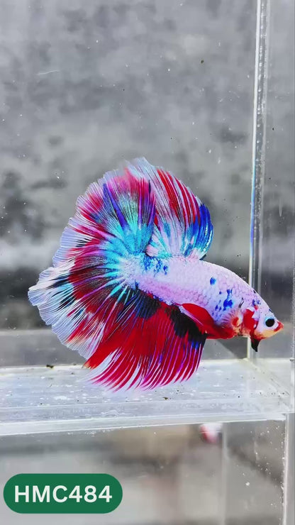 Multicolor Halfmoon Male Betta Fish | High Grade | Order Directly From Farm |  You Pick Fish |