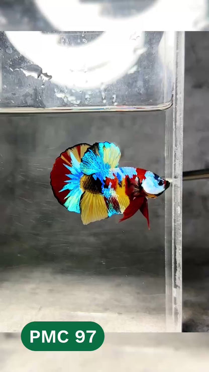 Multicolor Plakat Male Betta Fish |Show Grade|  You Pick Fish
