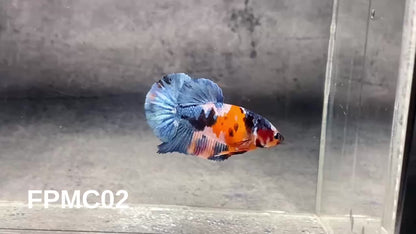 Multicolor Female Betta Fish | You Pick Fish  | High Grade