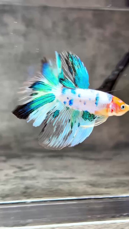 Multicolor Halfmoon Male Betta Fish | High Grade | Order Directly From Farm |  You Pick Fish |