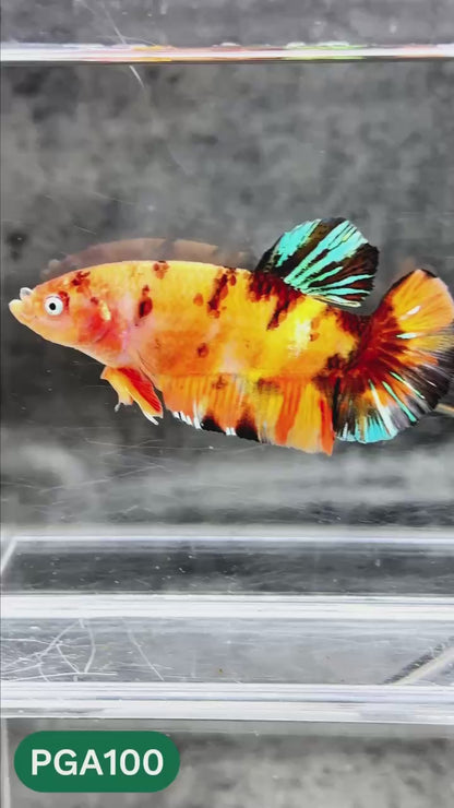 King Giant Plakat Male Betta Fish | You Pick Fish | High Grade