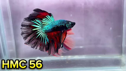 Multicolor Halfmoon Male Betta Fish | Order Directly From Farm | You Pick Fish