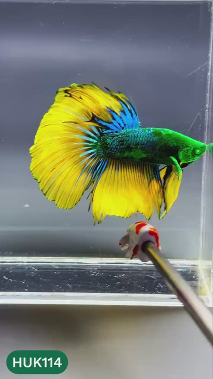 Black Hulk Halfmoon Male Betta Fish | You Pick Fish