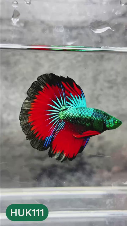 Black Hulk Halfmoon Male Betta Fish | You Pick Fish