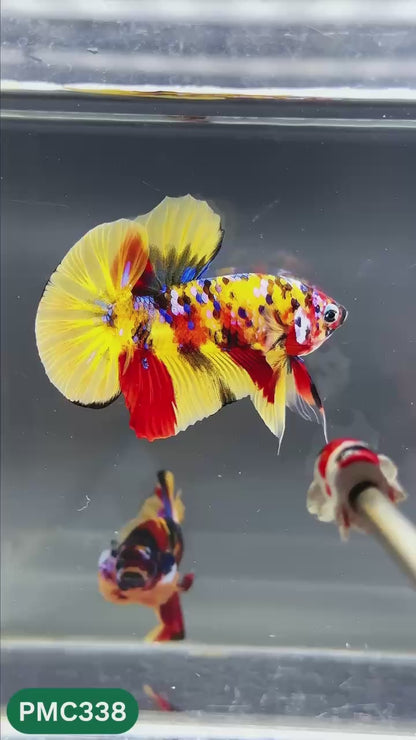 Multicolor Plakat Male Betta Fish | Show Grade |  You Pick Fish