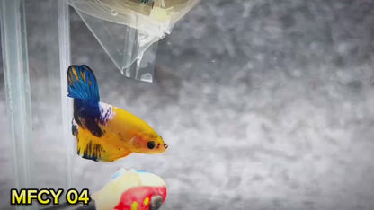 Yellow Fancy Male Betta Fish | Order Directly From Farm | You Pick Fish