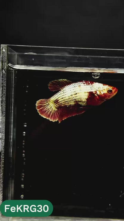 Koi Red Gold Female Betta Fish | You Pick Fish | High Grade