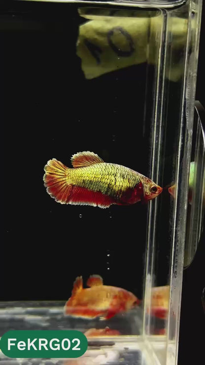 Koi Red Gold Female Betta Fish | You Pick Fish | High Grade