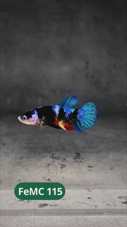 Multicolor Female Betta Fish | You Pick Fish | High Grade