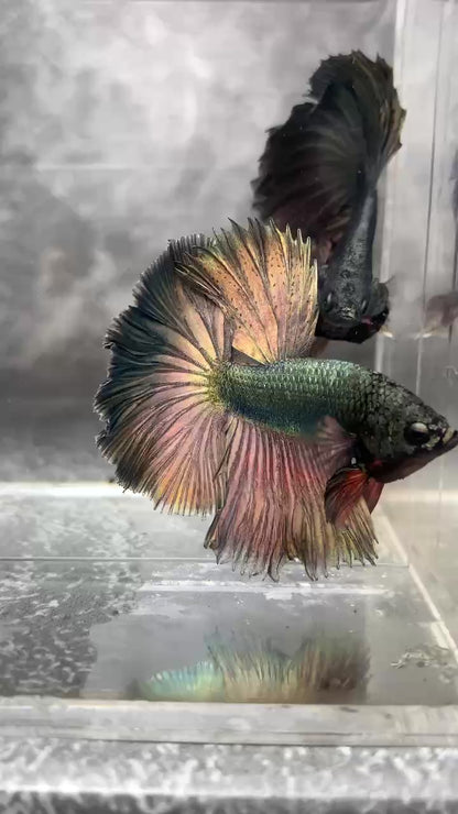 Copper Steel Halfmoon Male Betta Fish