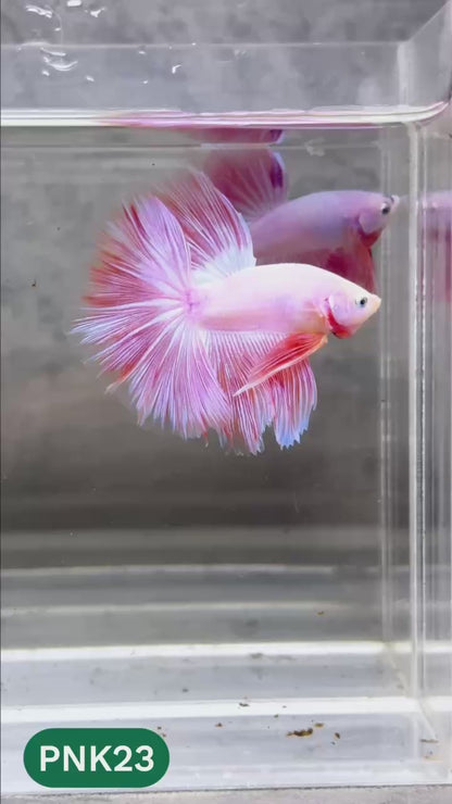Pink Halfmoon Male Betta Fish | You Pick Fish | Order Directly From Farm