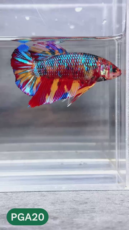 King Giant Plakat Male Betta Fish | You Pick Fish | High Grade