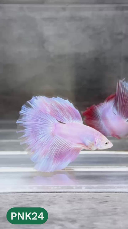 Pink Halfmoon Male Betta Fish | You Pick Fish | Order Directly From Farm