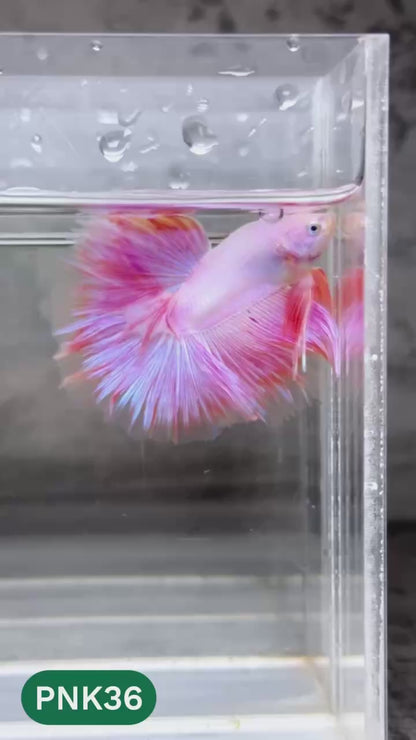 Pink Halfmoon Male Betta Fish | You Pick Fish | Order Directly From Farm