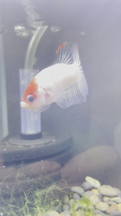 Tancho Male Betta Fish