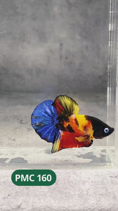 Multicolor Plakat Male Betta Fish |Show Grade|  You Pick Fish