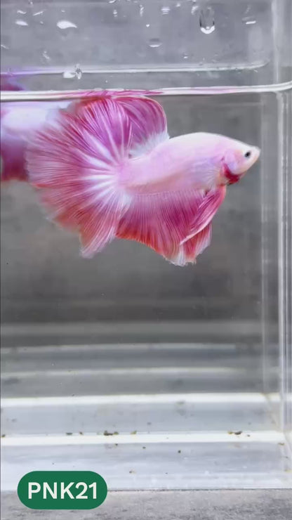 Pink Halfmoon Male Betta Fish | You Pick Fish | Order Directly From Farm