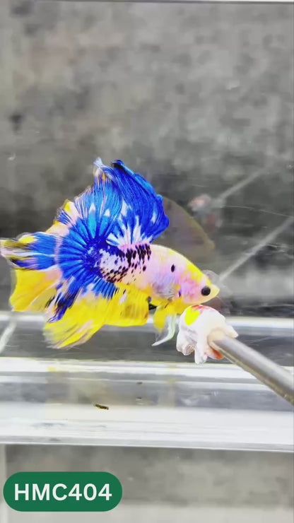 Multicolor Halfmoon Male Betta Fish | Order Directly From Farm | You Pick Fish